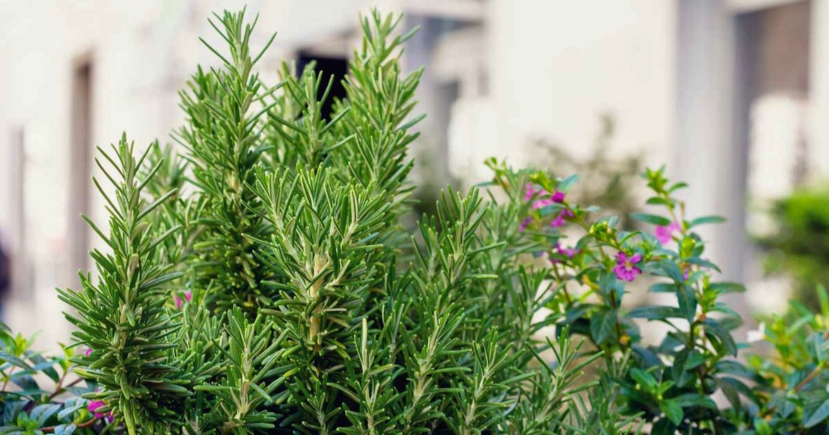 Rosemary plant India