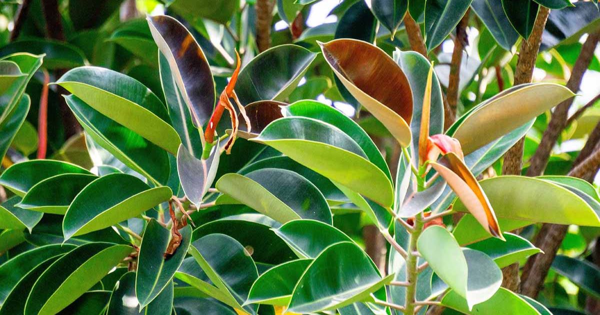Rubber Plant plant India