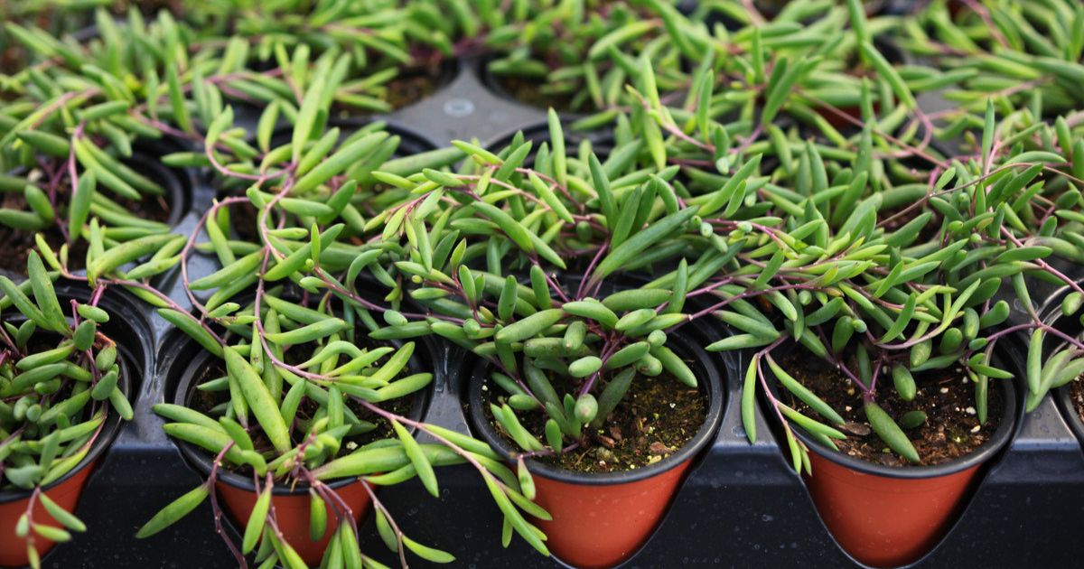 Ruby Necklace plant India