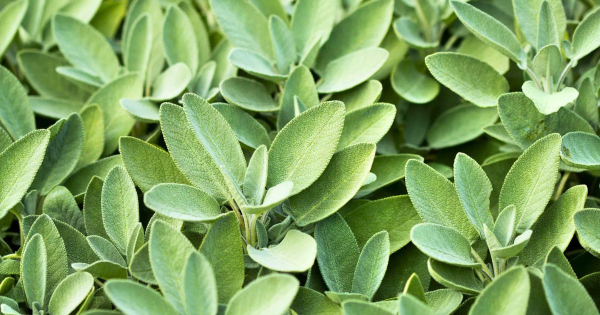 Sage plant India