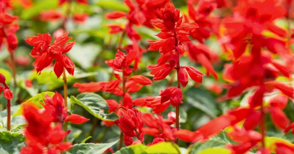 Salvia (Scarlet Sage) plant India