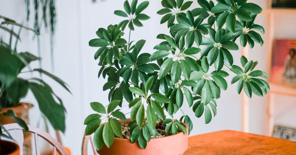 Schefflera (Umbrella Plant) plant India