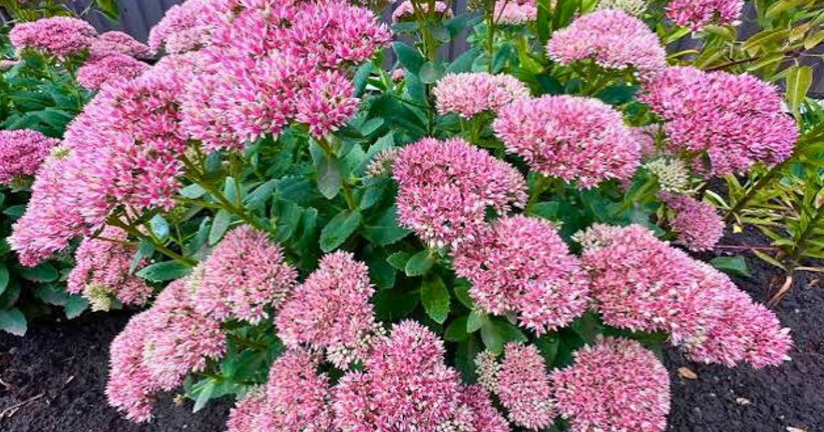 Sedum plant India