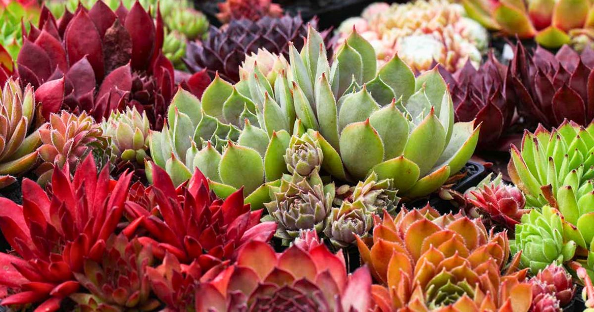 Sempervivum (Hens and Chicks) plant India