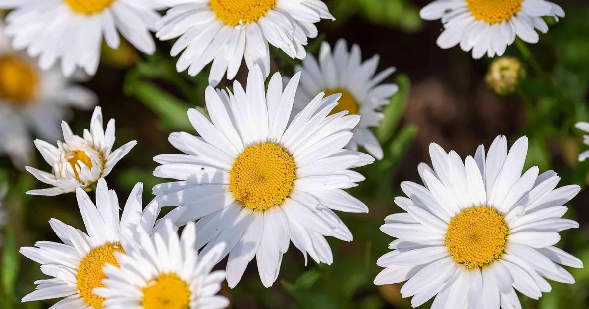 Shasta Daisy plant India