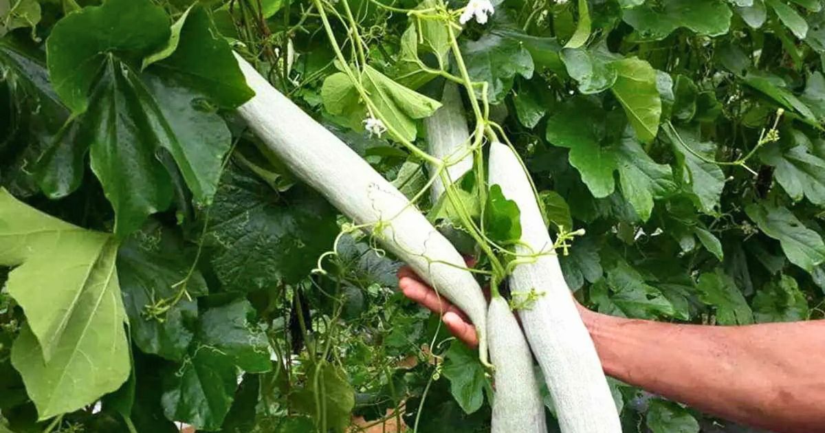 Snake Gourd (Chichinda) plant India