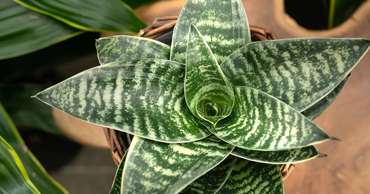 Snake Plant (Sansevieria) plant India