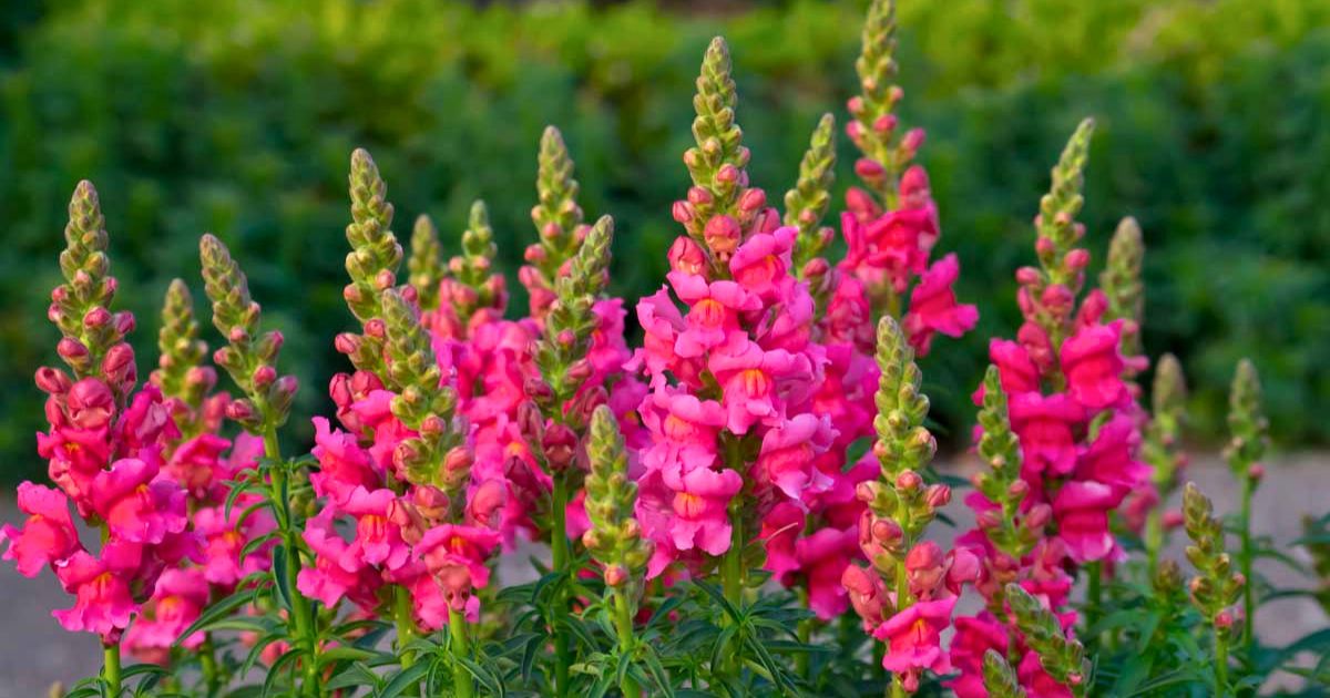 Snapdragon plant India