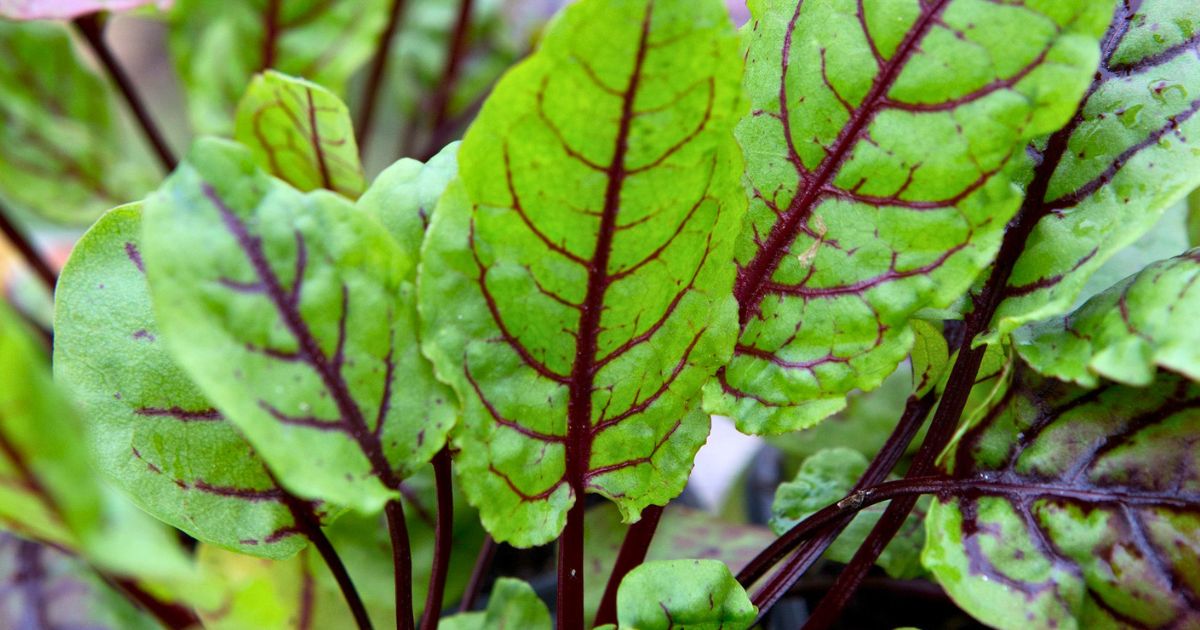 Sorrel plant India