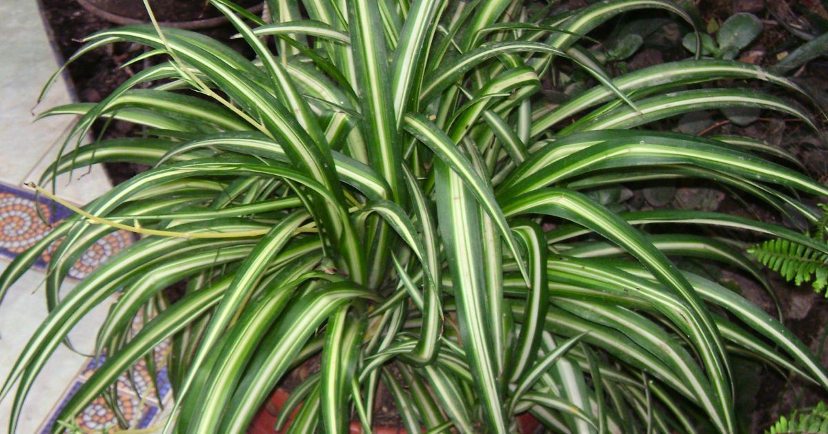 Spider Plant plant India