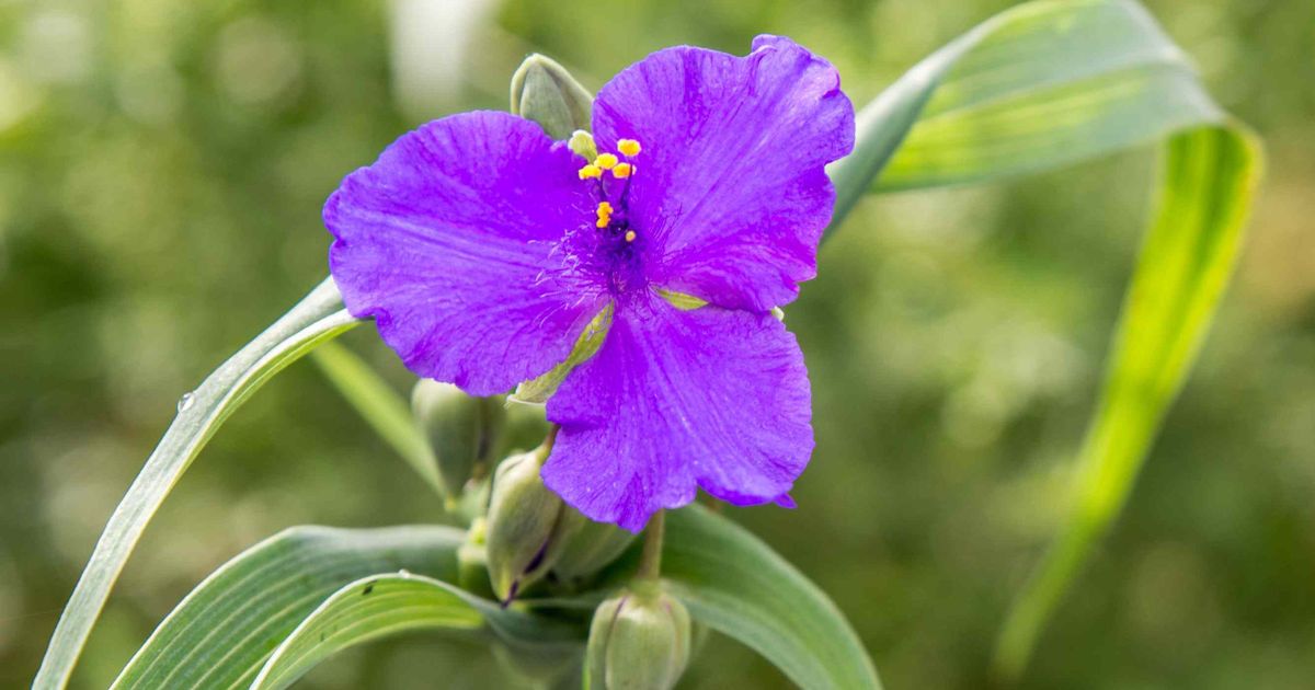 Spiderwort plant India