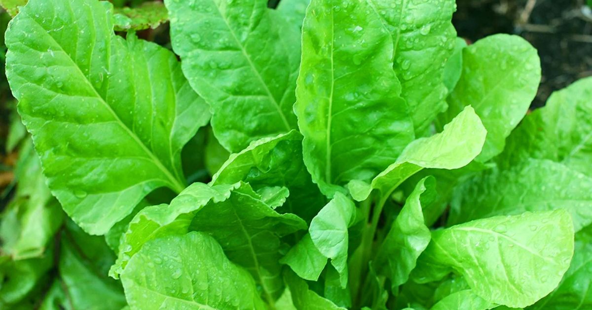 Spinach (Palak) plant India