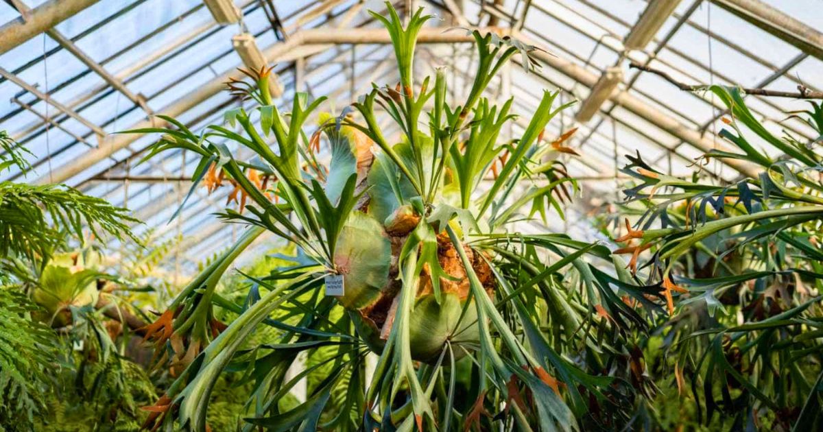 Staghorn Fern plant India