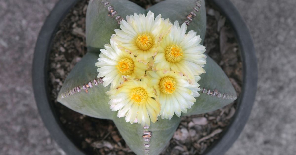Star Cactus (Astrophytum) plant India