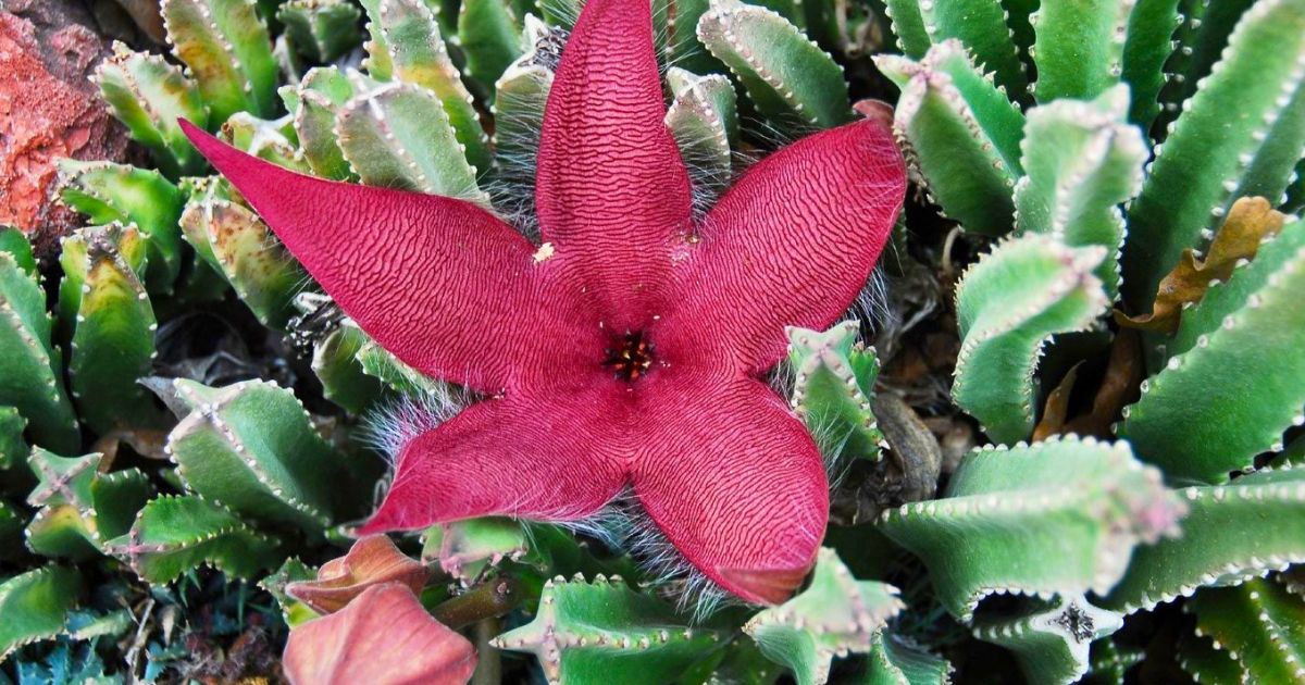 Starfish Flower plant India