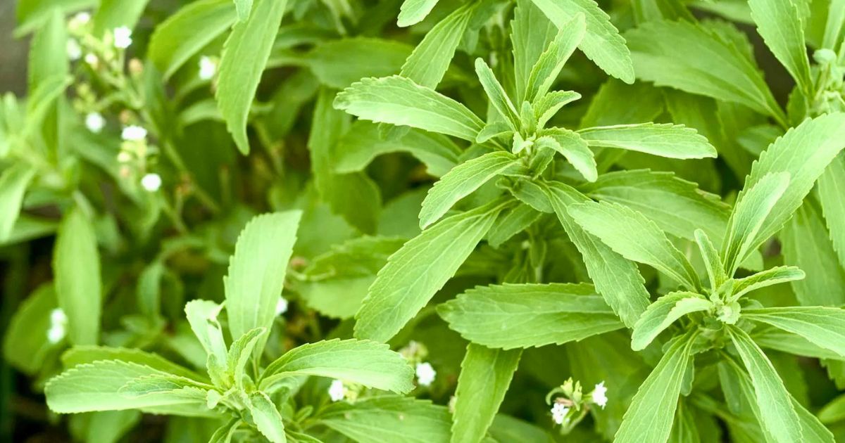 Stevia plant India