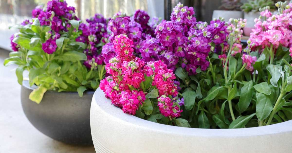 Stock Flower plant India