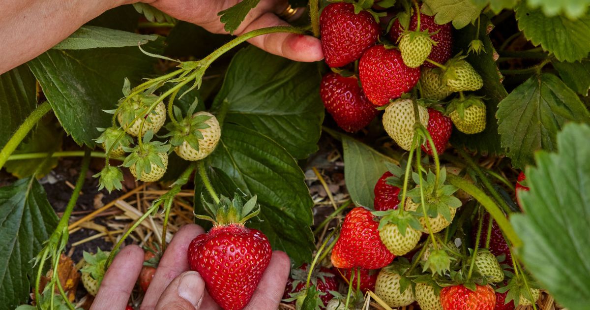 Strawberry plant India