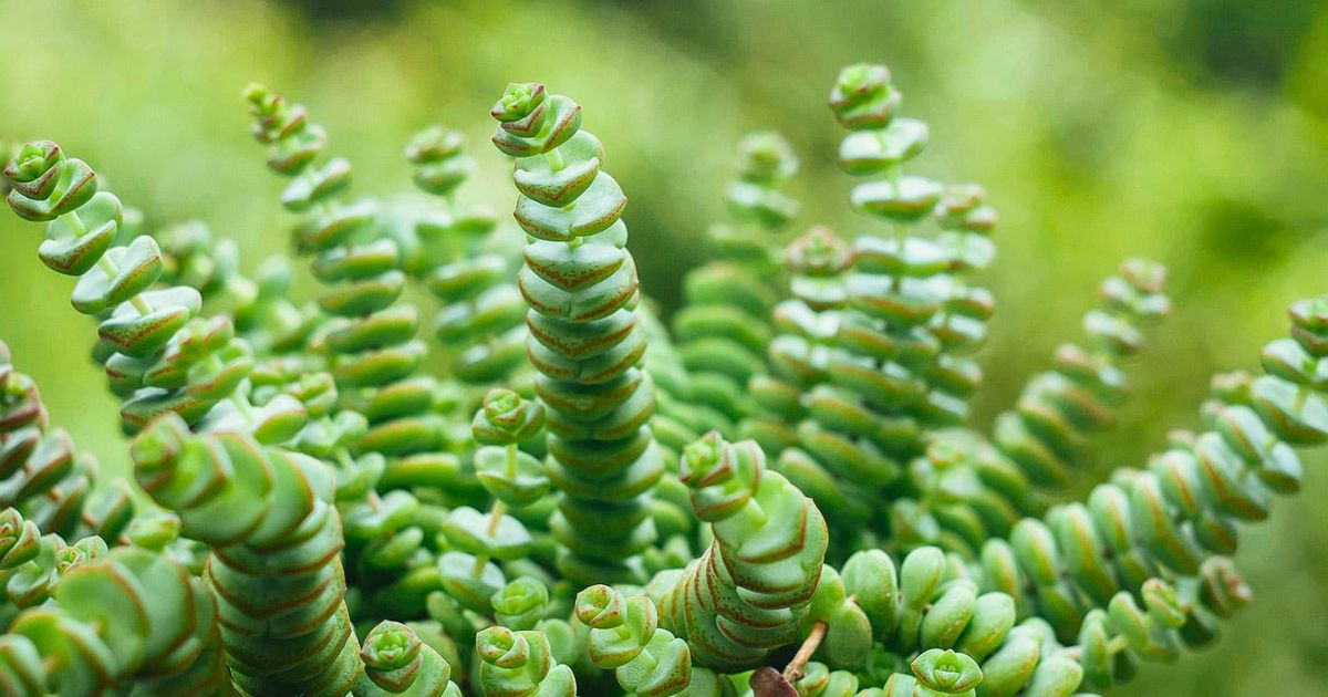 String of Buttons plant India