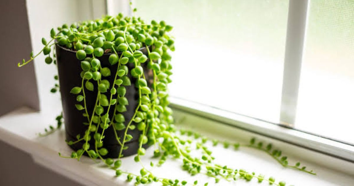String of Pearls plant India