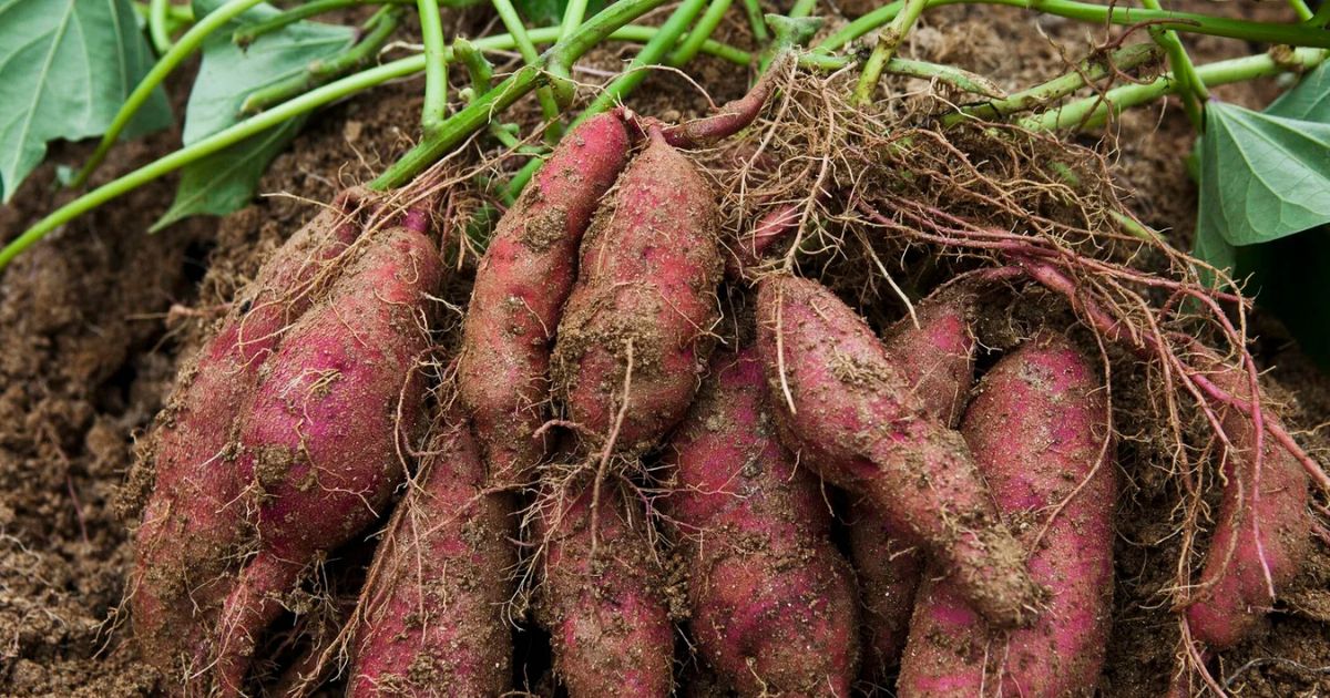 Sweet Potato plant India