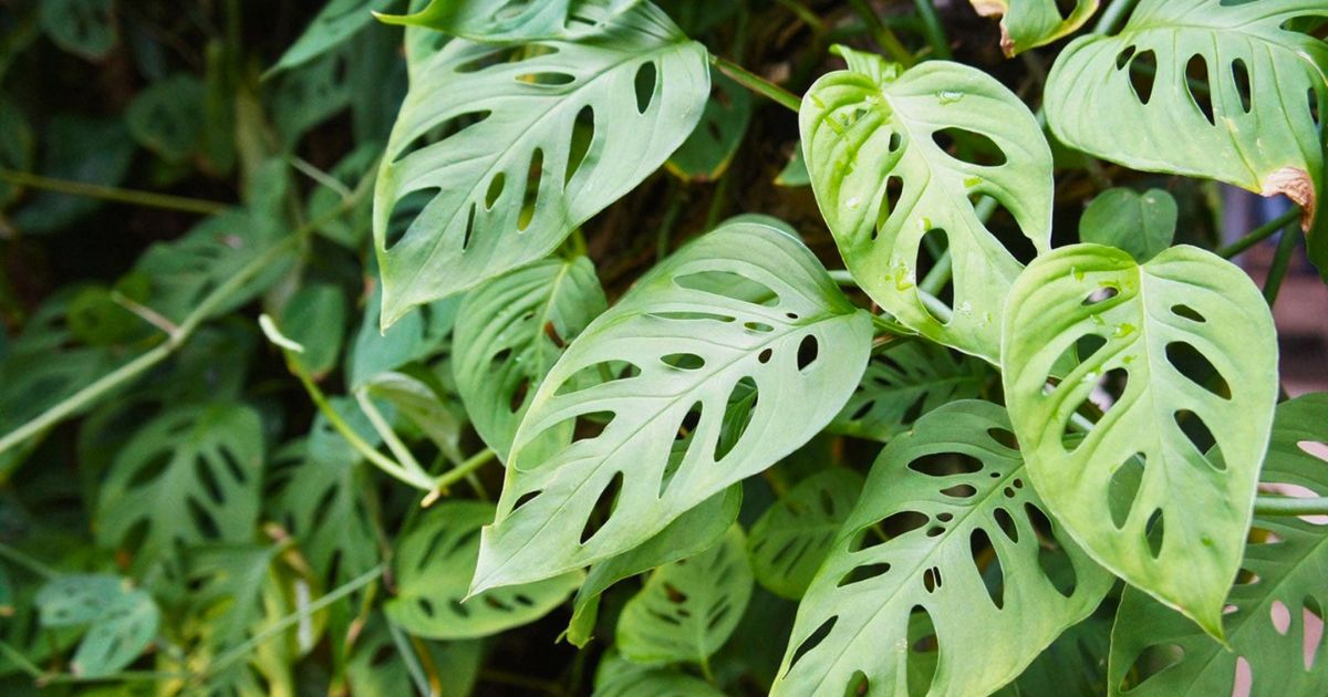 Swiss Cheese Vine plant India
