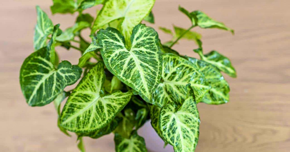 Syngonium (Arrowhead) plant India