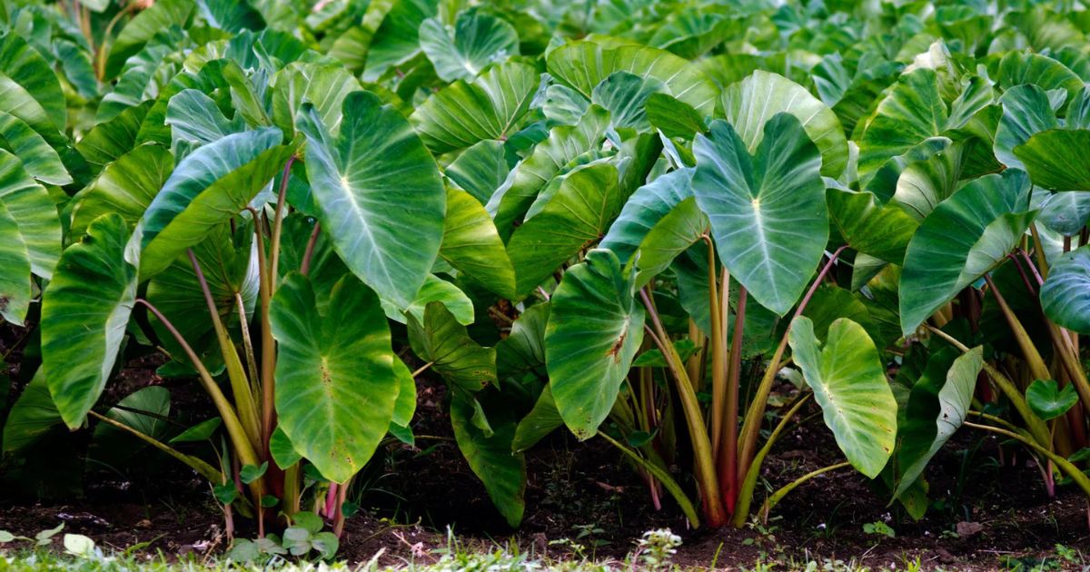 Taro (Arbi) plant India