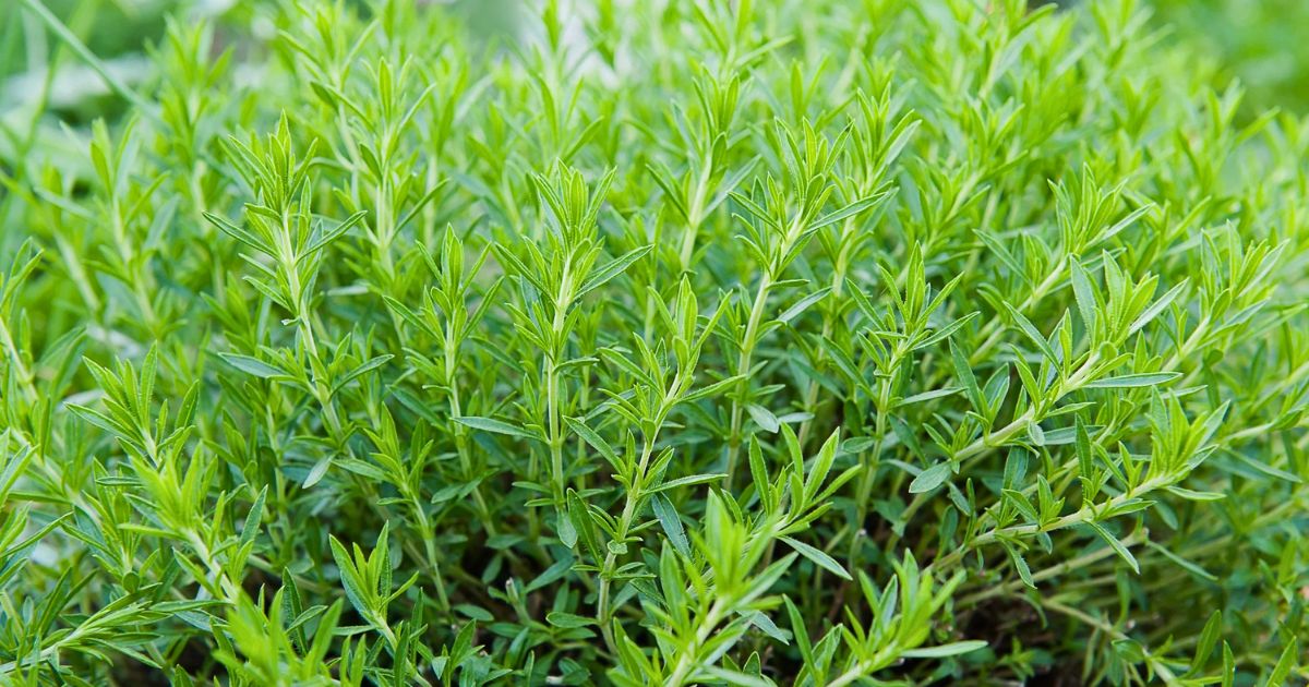 Tarragon plant India
