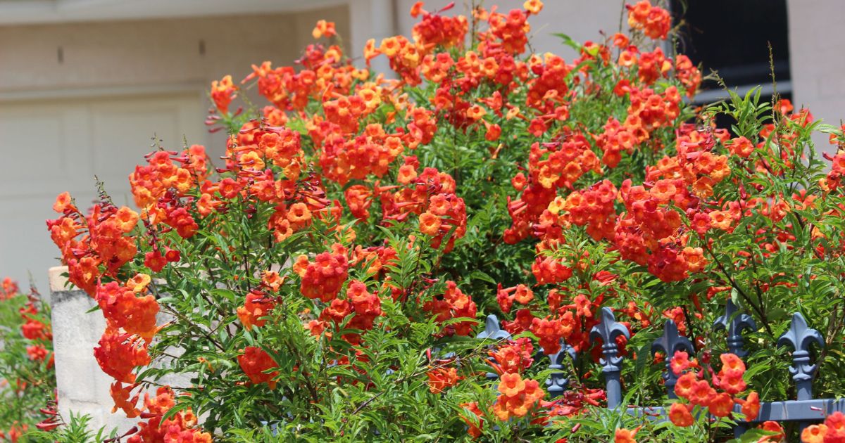 Tecoma plant India