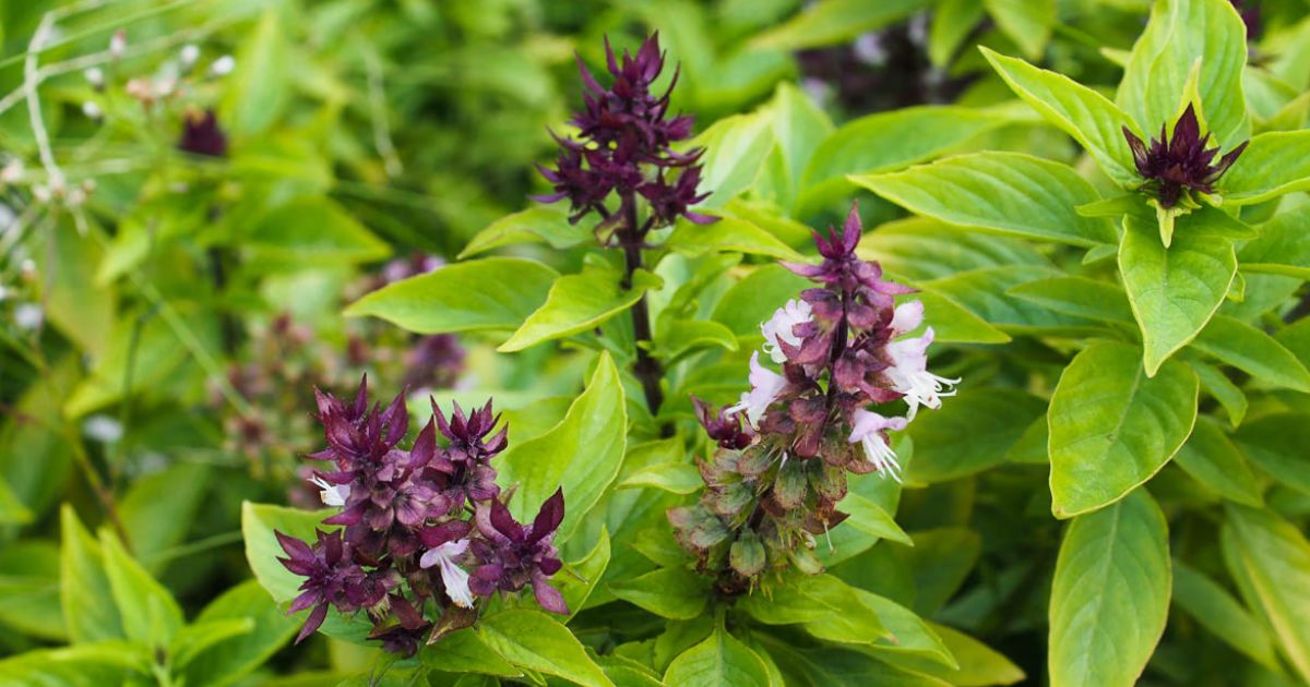 Thai Basil plant India