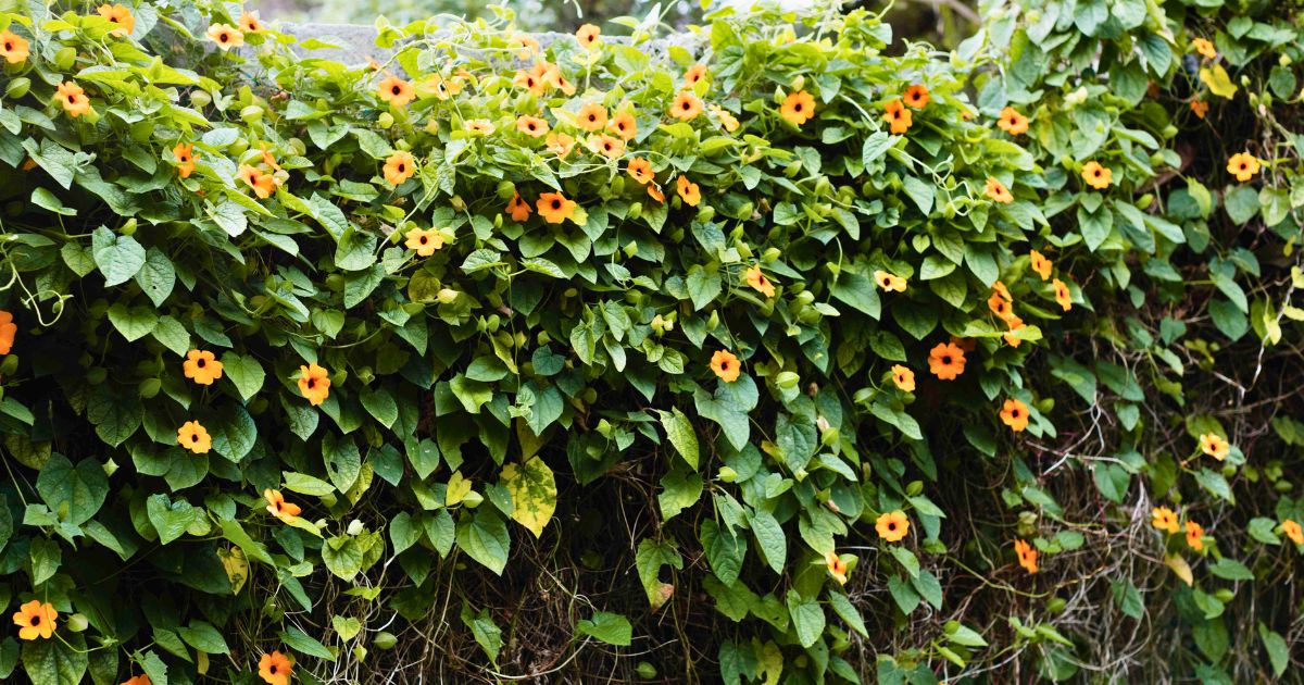 Thunbergia (Black-Eyed Susan Vine) plant India