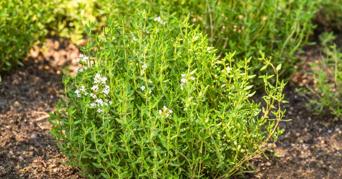 Thyme plant India