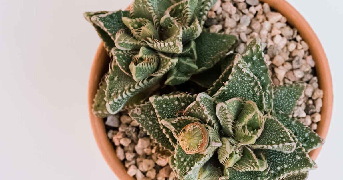 Tiger Jaws (Faucaria) plant India