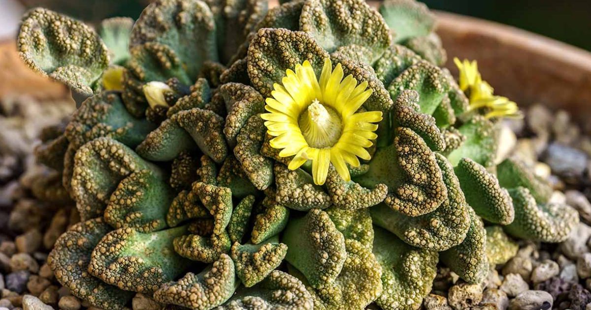 Titanopsis plant India