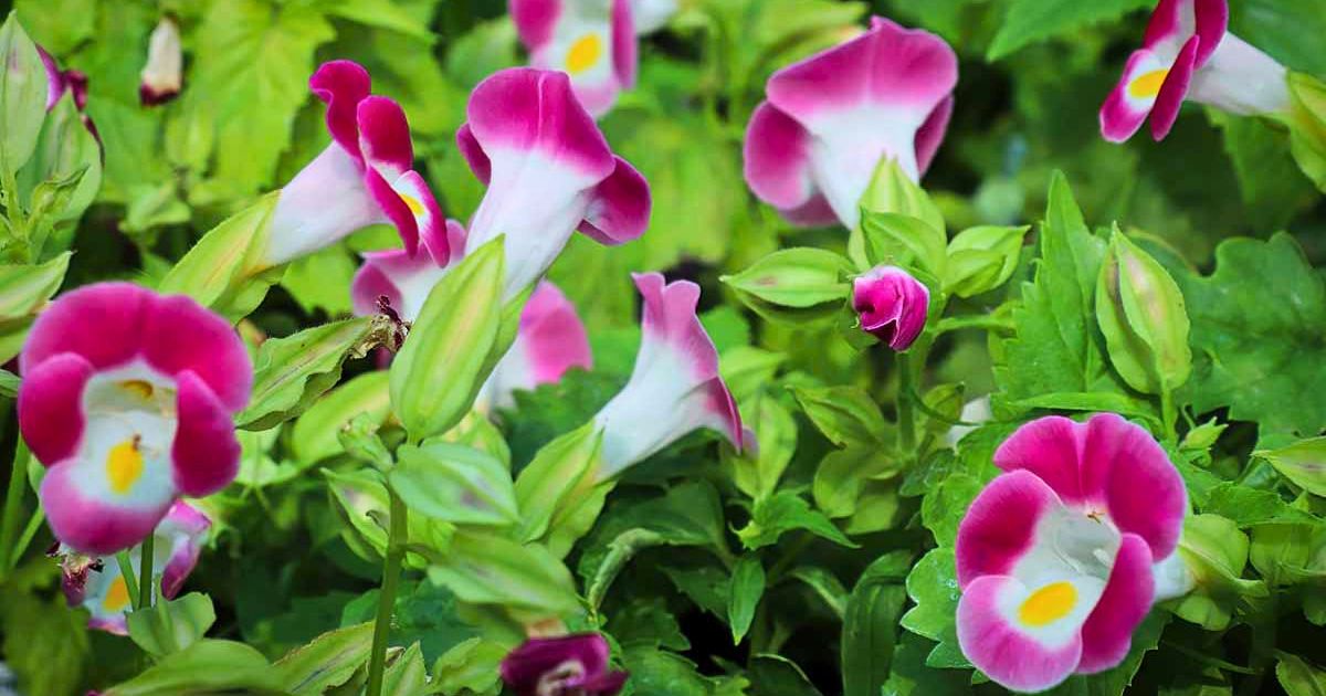 Torenia (Wishbone Flower) plant India