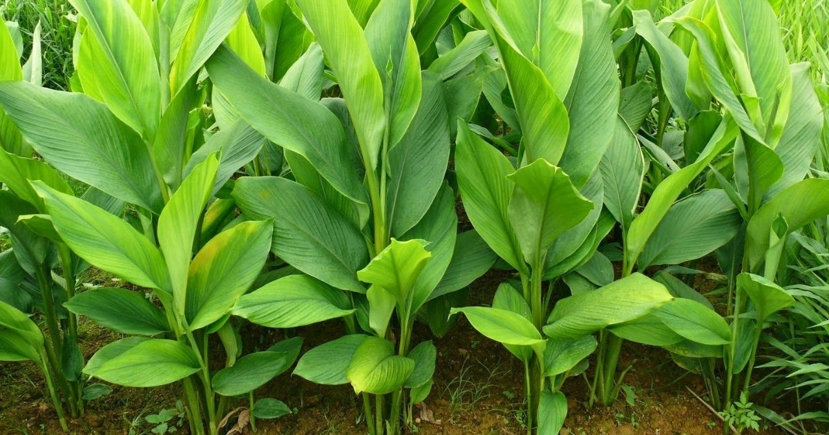 Turmeric (Haldi) plant India