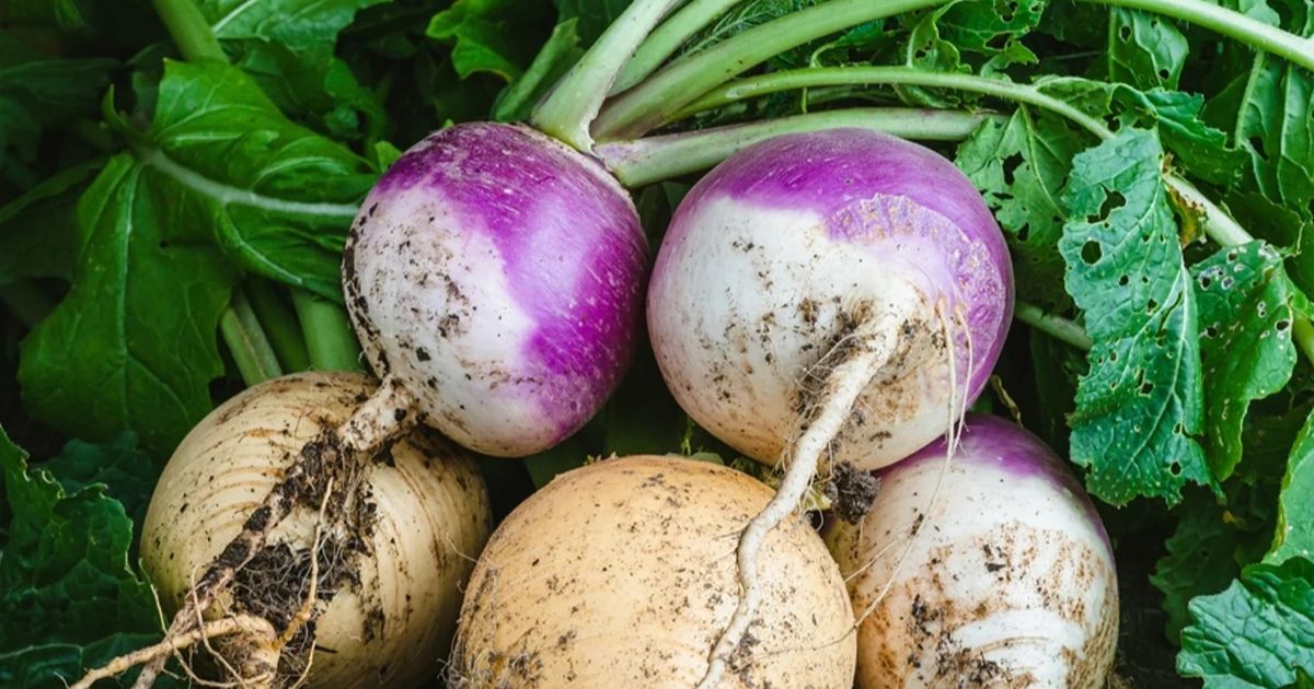 Turnip plant India