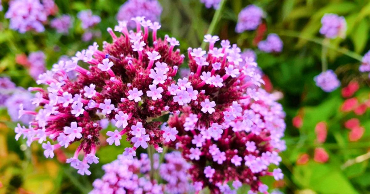 Verbena plant India