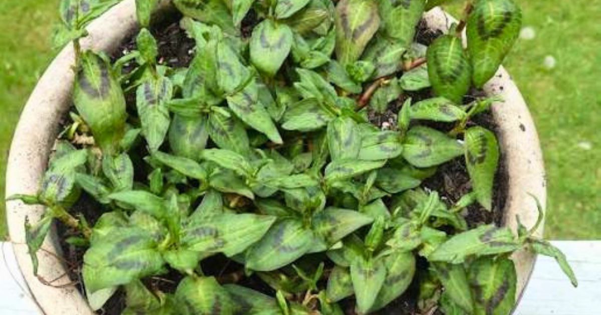 Vietnamese Coriander (Rau Ram) plant India