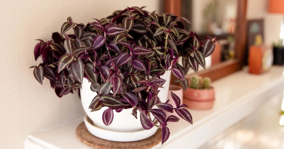 Wandering Jew (Tradescantia Zebrina) plant India
