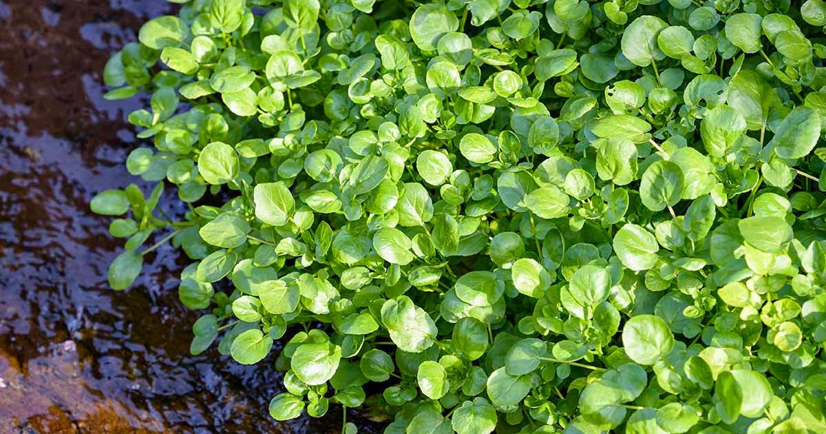 Watercress plant India