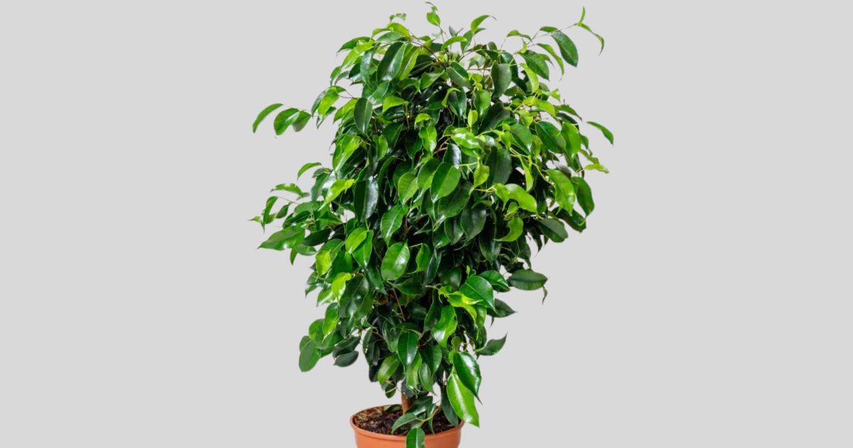 Weeping Fig plant India
