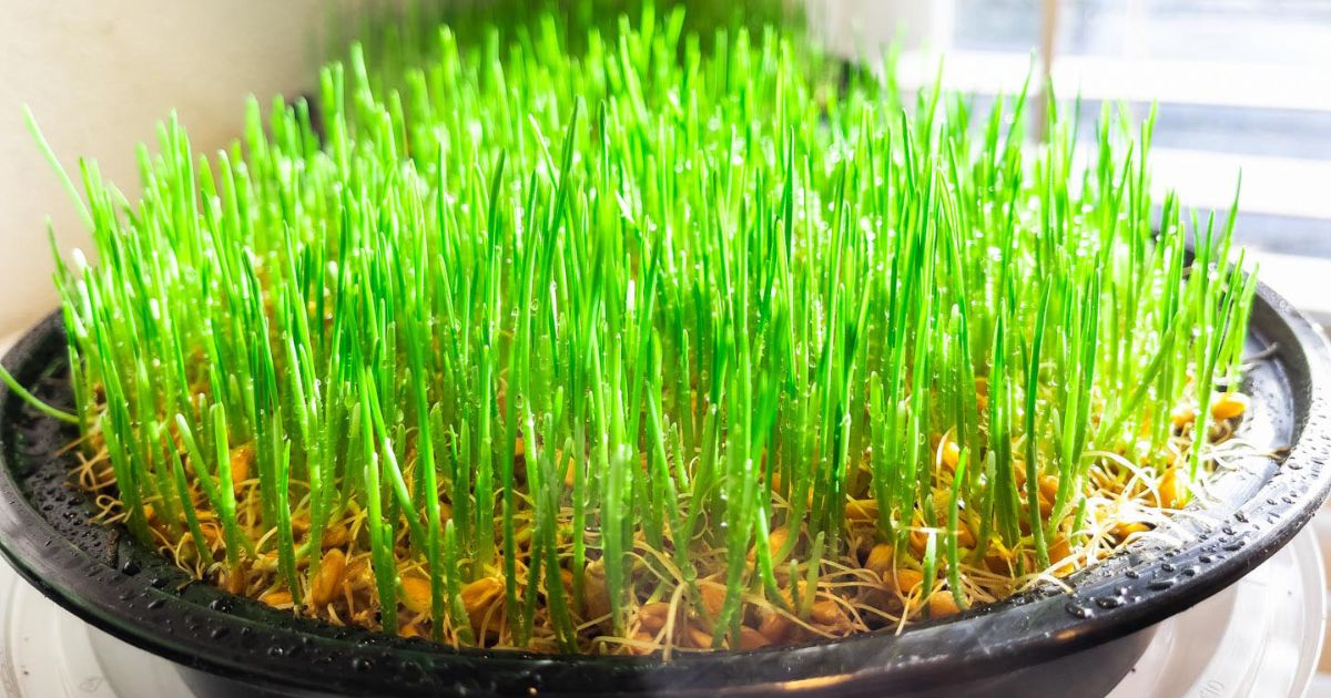 Wheatgrass plant India
