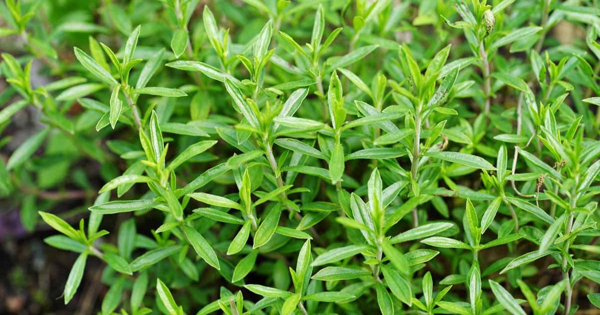 Winter Savory plant India