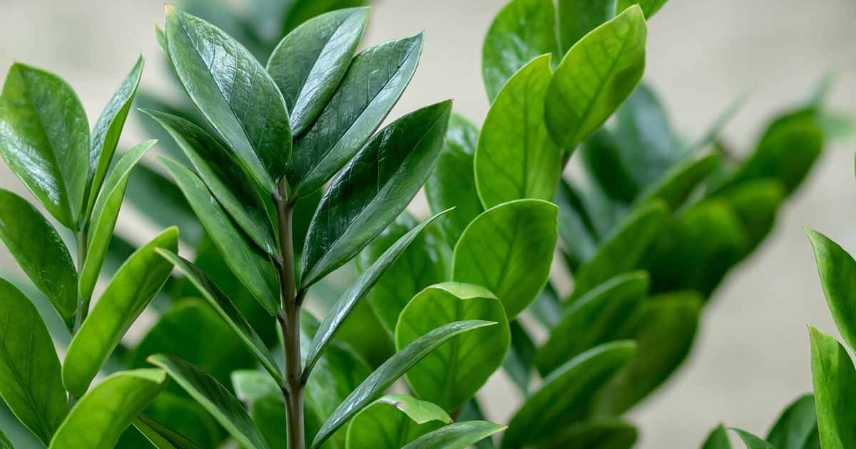 Zanzibar Gem (ZZ Plant) plant India