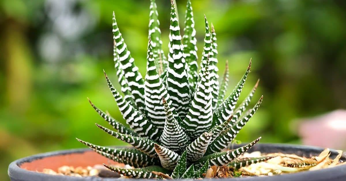 Zebra Cactus plant India