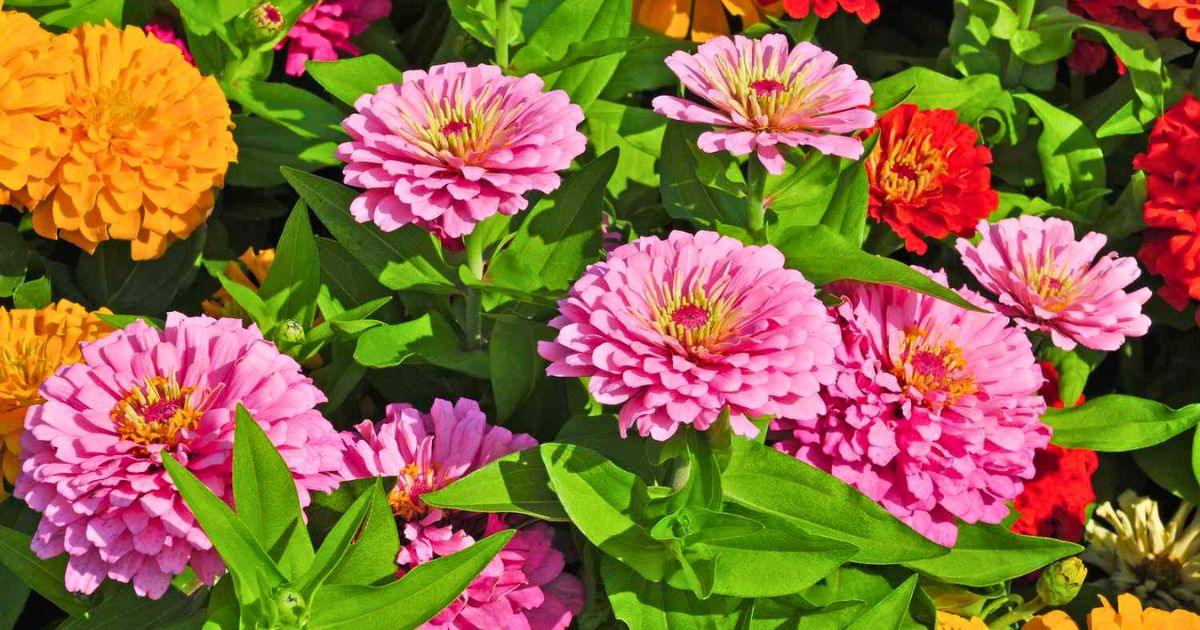 Zinnia plant India