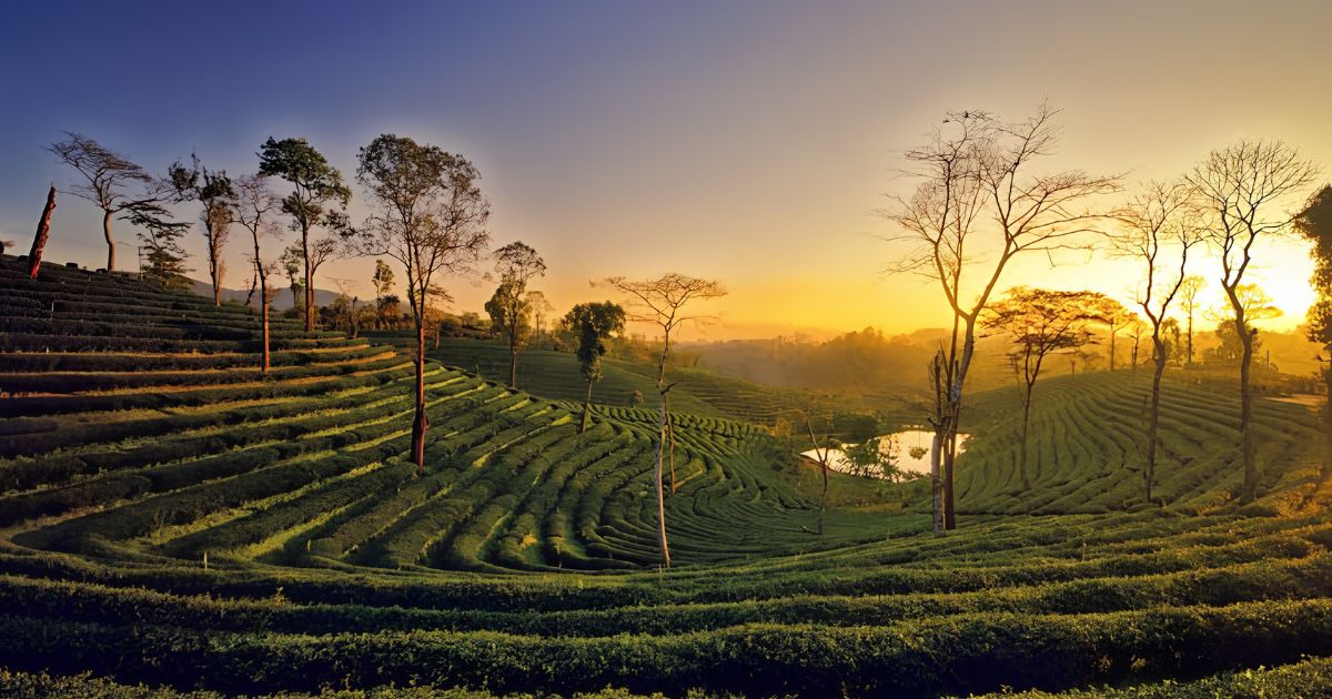 Assam Balcony Gardening Guide — Best Plants and Climate Tips